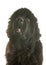 Adult newfoundland dog