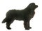 Adult newfoundland dog