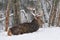 Adult noble deer with large horns covered with snow, resting in