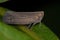 Adult Nogodinid Planthopper Insect