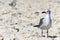 Adult non breeding Laughing Gull Leucophaeus Atricilla