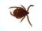 Adult normal sized tick Ixodes ricinus