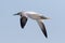Adult Northern Gannet flies against clear skies