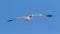 Adult Northern Gannet flies against clear skies