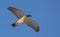 Adult northern goshawk in speedy flight in blue sky with full body and wings