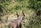 Adult Nyala male near the Chobe river in Botswana