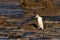 Adult NZ Yellow-eyed Penguin or Hoiho on shore