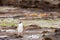 Adult NZ Yellow-eyed Penguin or Hoiho on shore