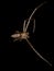 Adult Octopus Crab Spider