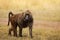 Adult Olive baboon foraging in arid grassland