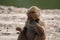 Adult olive baboon monkey sitting and eating bamboo leaves