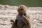 Adult olive baboon monkey sitting and eating bamboo leaves