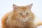 Adult Orange Persian Maine Coon Mix Cat Breed