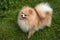 Adult Orange Pomeranian Spitz on green grass background