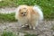 Adult Orange Pomeranian Spitz looks on his own tail