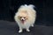 Adult Orange Pomeranian Spitz is staying on black background