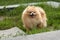 Adult Orange Pomeranian Spitz is walking on green grass background