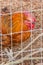 adult orange rooster behind a chicken wire fence