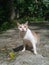 adult orange tabby basking in the sun