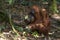 Adult orangutan eats food left by tourists in a natural habitat.