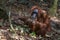 Adult orangutan eats food left by tourists in a natural habitat.