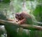 Adult orangutan sitting deep in thoughts