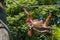 An adult Orangutan swinging on a rope with a sack at Jersey zoo