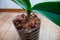 Adult orchid grows in a transparent pot from a plastic bottle in a pine bark