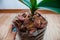 Adult orchid grows in a transparent pot from a plastic bottle in a pine bark