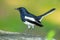 Adult Oriental Magpie Robin