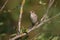 An adult Oriental Nightingale (Luscinia luscinia)