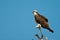 Adult Osprey