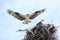 Adult Osprey Landing on It\'s Nest with Baby Osprey Waiting Patie