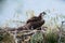 Adult Osprey in Maryland on the nest hatching an egg