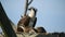 Adult Osprey in Nest With Baby Chicks