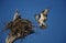 Adult Osprey (Pandion haliaetus) returning to nest with nestling