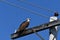 Adult Osprey sits on hydro pole looking around