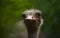 Adult Ostrich closeup picture . Female Ostrich face. World larges bird ostrich .Ostrich portrait close up