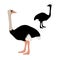 Adult ostrich vector set