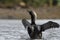 Adult Pacific Loon or Pacific Diver Gavia pacifica, breeding plumage, flapping wings on water