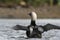 Adult Pacific Loon or Pacific Diver Gavia pacifica, breeding plumage, with outstretched wings on water