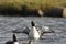 Adult Pacific Loon or Pacific Diver Gavia pacifica in breeding plumage, spreading wings on water