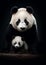 Adult panda bear portrait with small cub against dark background