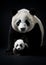 Adult panda bear portrait with small cub against dark background