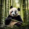 An adult panda is sitting in a bamboo thicket