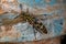 Adult Paper Wasp