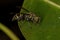 Adult Paper Wasp