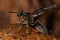 Adult Paper Wasp