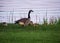Adult parent goose is feeding with a gaggle of goslings at sunset on the grassy shoreline of the Chippewa Flowage in the