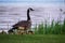 Adult parent goose with a gaggle of feeding goslings in the Northwoods forest of Hayward, Wi along the Chippewa Flowage